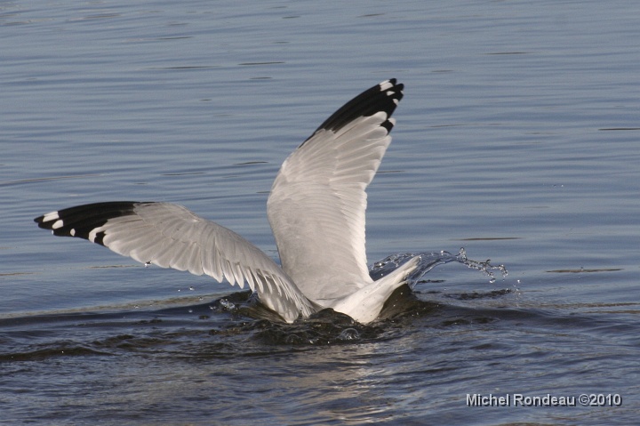 img_9467C.jpg - Suicidaire | Suicidal