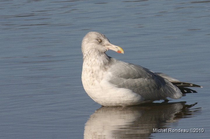 img_9478C.jpg - Goéland argenté | Herring Gull