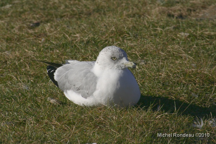 img_9490C.jpg - Le gardien était juste à mes côtés | He was on my left side all the time