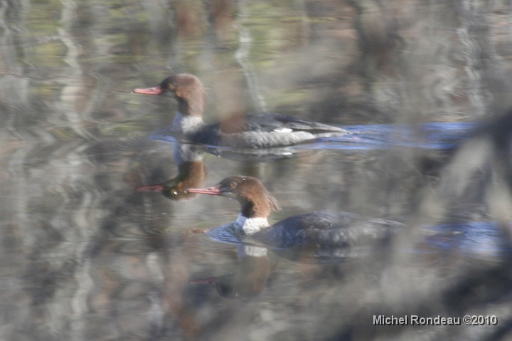 img_9556C.jpg - Grands harles à travers les branches | Common Mergansers through the branches