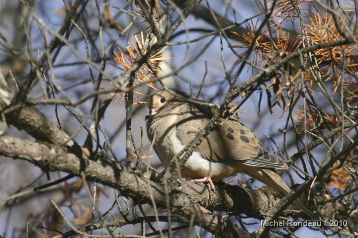 img_9581C.jpg - Tourtelle triste timide | Timid Mourning Dove