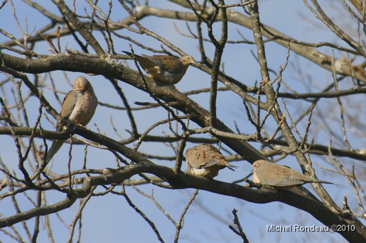 img_9607C.jpg - Tourterelles tristes au domicile | Mourning Doves at home