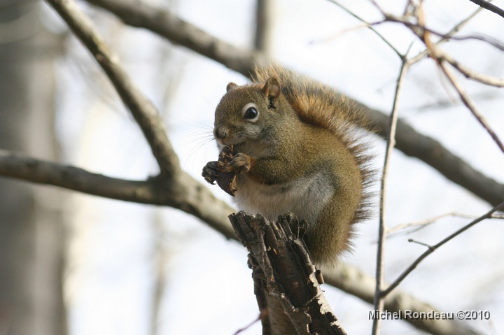 img_9610C.jpg - Écureuil roux au parc | Red Squirrel at the park