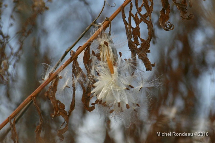 img_9614C.jpg - Esclépiade en étoile | Starry Milkweed