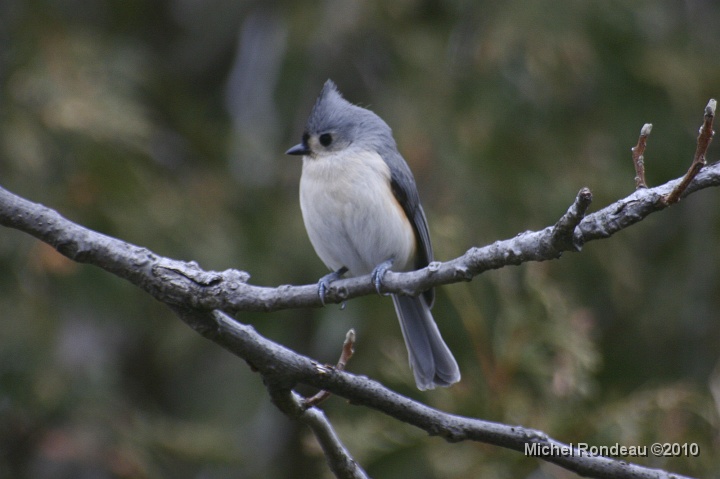 img_9681C.jpg - Mésange bicolore | Tufted Titmouse