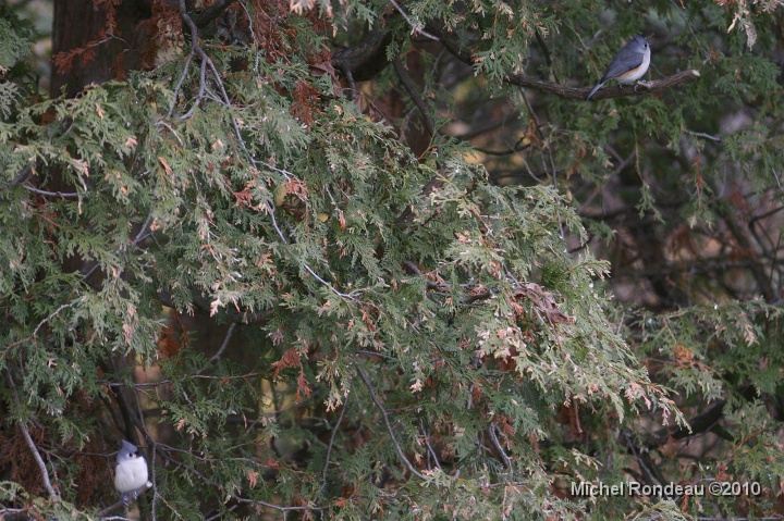 img_9697C.jpg - Il y en avait deux mais j'en ai quatre régulières  Here there's two, but I have four regulars 