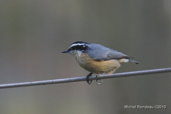 img_9745C.jpg - Sitelle à poitrine rousse | Red-breasted Nuthatch