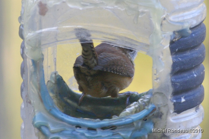 img_9779C.jpg - Un troglodyte? Dans la mangeoire a "peanut"? A wren? In the peanut feeder? 