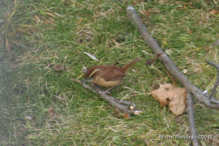 img_9797C.jpg - Pas les meilleures photos, mais je peux identifier Not the best pictures, but I can ID