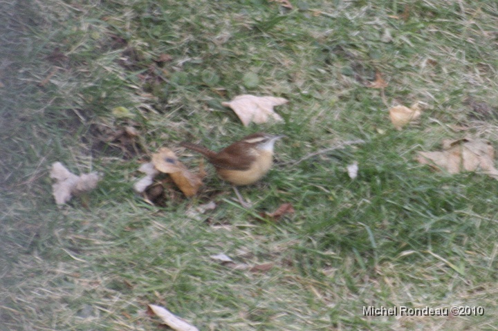 img_9810C.jpg - C'est un troglodyte de Caroline | It's a Carolina Wren
