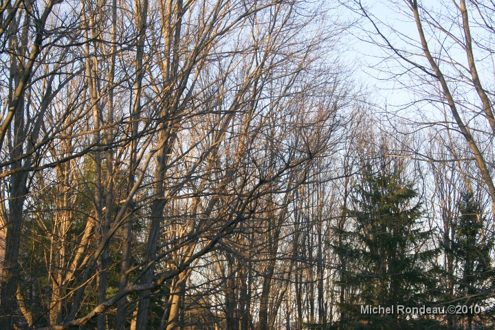 img_9920C.jpg - Ma cour est vide | Empty backyard