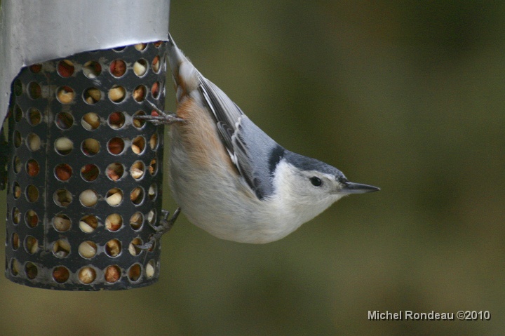 img_9940C.jpg - Sitelle à poitrine blanche | White-breasted Nuthatch