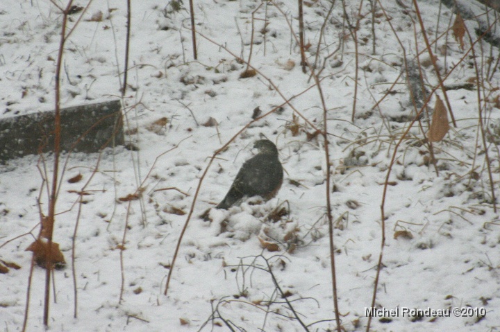 img_9979C.jpg - Il neigeait à plein | Snow was falling