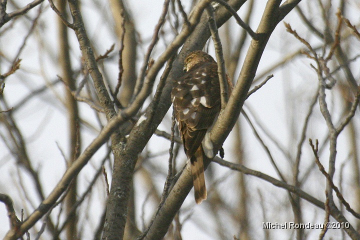 img_9989C.jpg - À 15h00 il était là | At 3 pm he was there