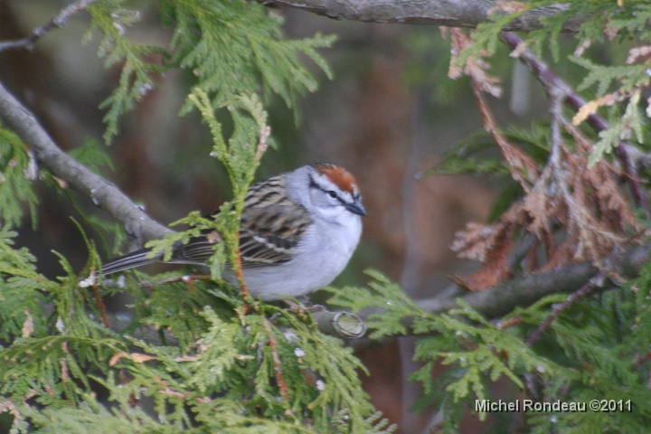 img_0357C.jpg - Un nouveau dans ma cour | A new arrival in my backyard Bruant familier | Chipping Sparrow