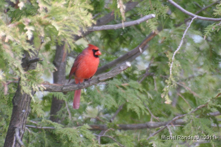 img_0371C.jpg - Cardinal rouge | Northern Cardinal
