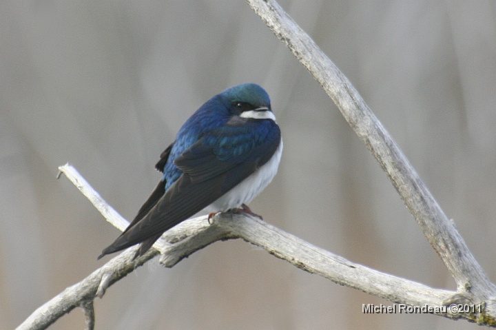 img_0378C.jpg - Hirondelle bicolore | Tree Swallow