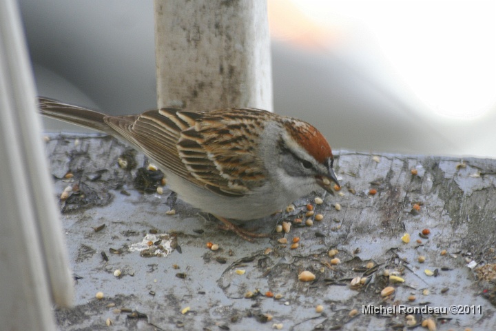 img_0391C.jpg - Bruant familier sur le balcon | Chipping Sparrow on my balcony