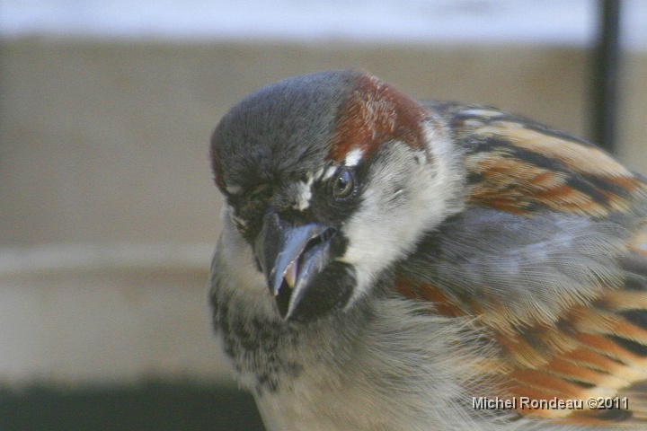 img_0408C.jpg - Moineau domestique | House Sparrow