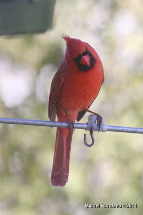 img_0466V.jpg - Cardinal rouge | Northern Cardinal