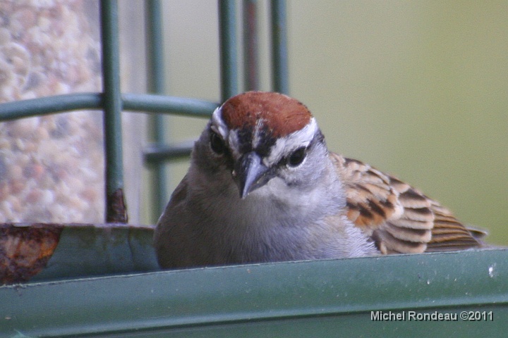img_0484C.jpg - Bruant familier | Chipping Sparrow