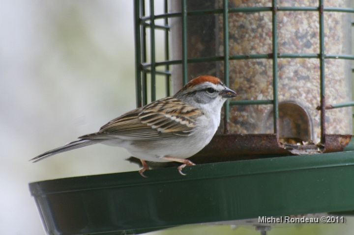 img_0504C.jpg - Bruant familier | Chipping  Sparrow