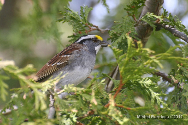 img_0539C.jpg - Bruant à gorge blanche | White-throated Sparrow