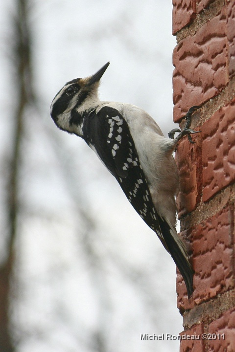 img_0593V.jpg - Pic chevelu fait le mur encore | Hairy Woodpecker doing the wall again