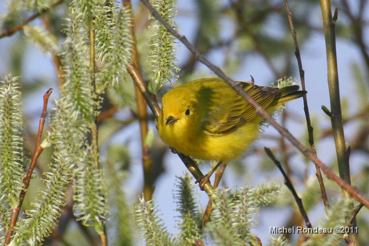 img_0771C.jpg - Paruline jaune | Yellow Warbler