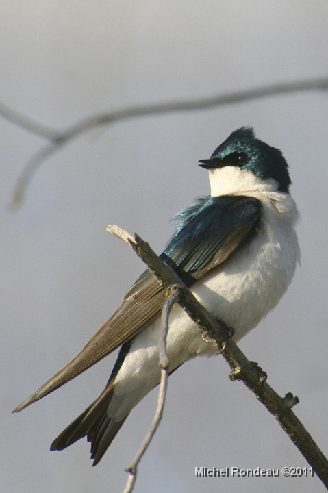 img_0816C.jpg - Hirondelle bicolore | Tree Swallow