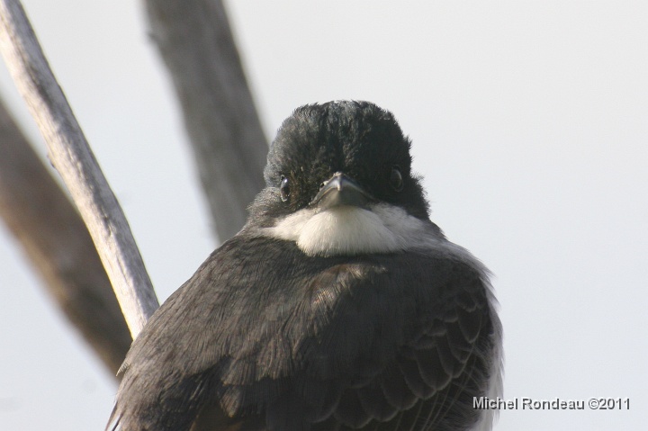 img_0836C.jpg - Tyran tritri de près | Close-up of the Eastern Kingbird