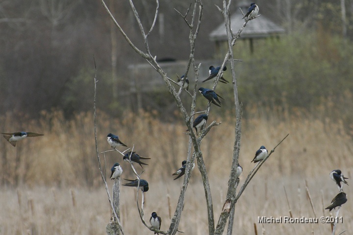 img_0882C.jpg - Des tonnes d'hirondelles bicolores | Tons of Tree Swallow