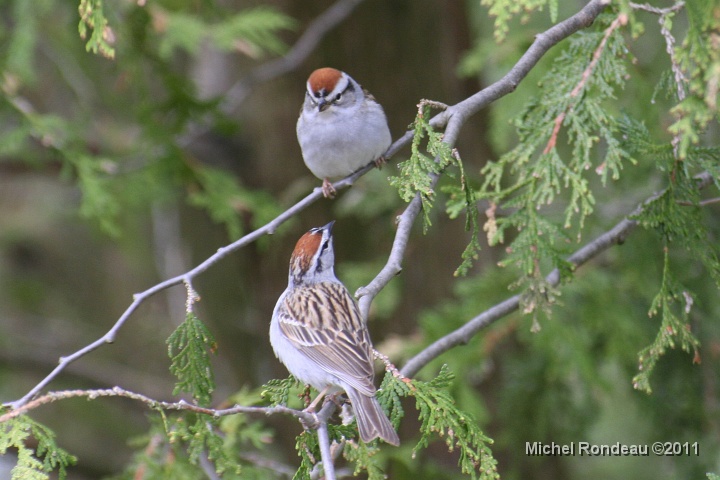 img_0954C.jpg - Couple de bruants familiers | Chipping Sparrow couple