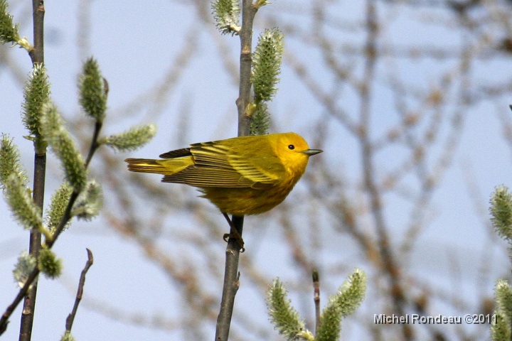 img_1070C.jpg - Paruline jaune | Yellow Warbler