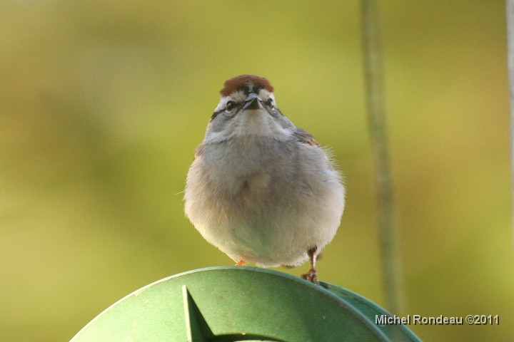 img_1332C.jpg - Bruants familier | Chipping Sparrow