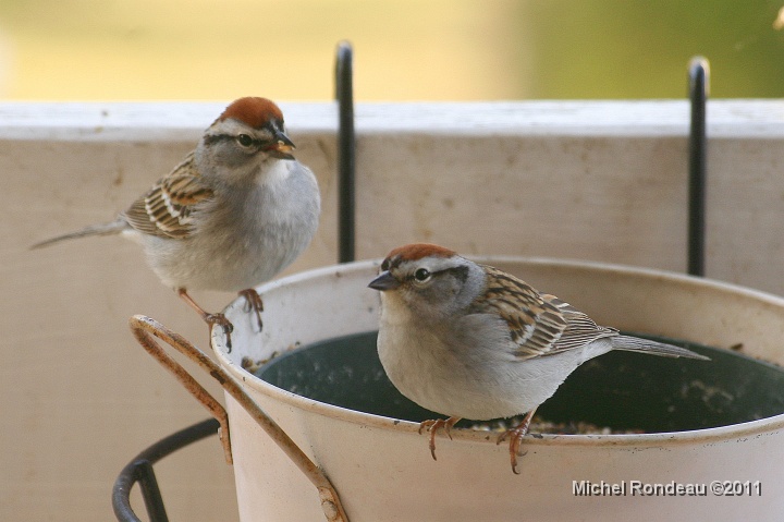 img_1358C.jpg - J'ai un deuxième couple de bruants familiers | Got second Chipping Sparrow couple