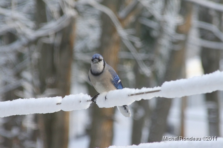 img_8170C.jpg - Geai bleu sur corde à neige | Blue Jay on the Snow-line