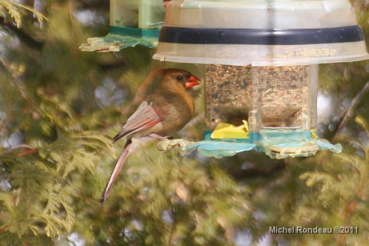 img_8189C.jpg - Cardinal rouge (femelle) | Female Northern Cardinal
