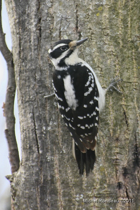 img_8225V.jpg - Pic chevelu | Hairy Woodpecker