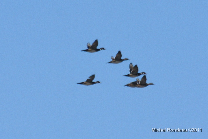 img_8242C.jpg - J'ai photographié ce groupe de très loin pour m'apercevoir plus tard que c'était des branchus I took this from quite a distance, later I found out they were Wood Ducks