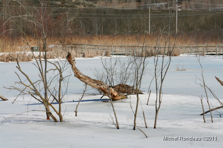 img_8257C.jpg - Le marais est toujours gelé | The Marsh is still frozen