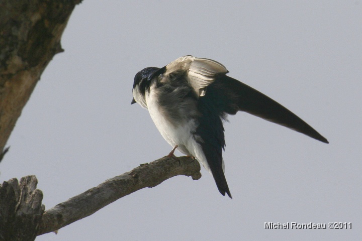 img_8661C.jpg - Hirondelle bicolore | Tree Swallow