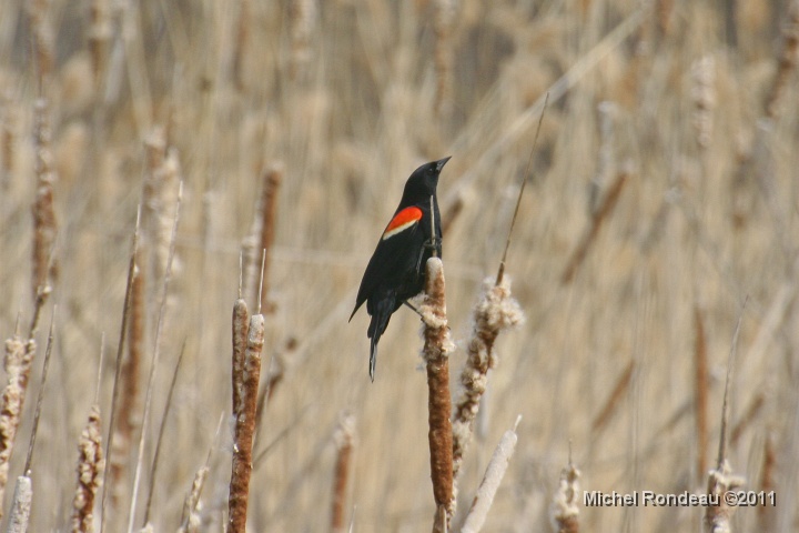 img_8705C.jpg - Carouge à épaulettes | Red-winged Blackbird