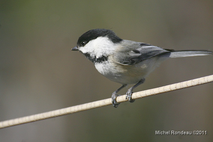 img_8861C.jpg - Mésange à tête noire | Black-capped Chickadee