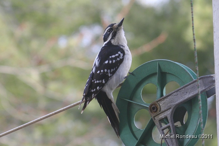 img_9052C.jpg - Pic chevelu fait encore de la poulie | Hairy Woodpecker on the pulley again