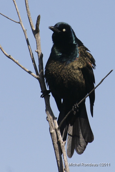 img_9840V.jpg - Quiscale bronzé | Common Grackle