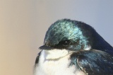 Hirondelle-Swallow