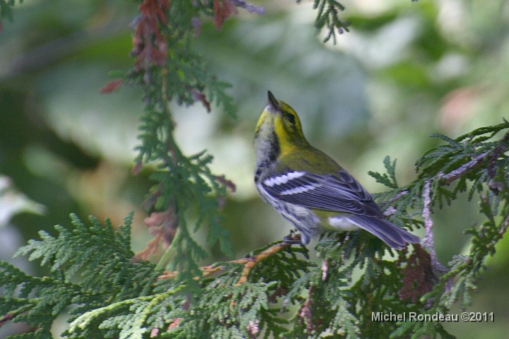 img_6198C.jpg - Paruline à gorge noire | Black-throated green Warbler (10 photos)