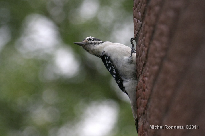 img_6004C.jpg - Pic chevelu | Hairy Woodpecker