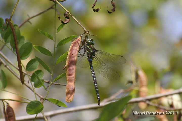 img_6930C.jpg - Libellule | Dragonfly